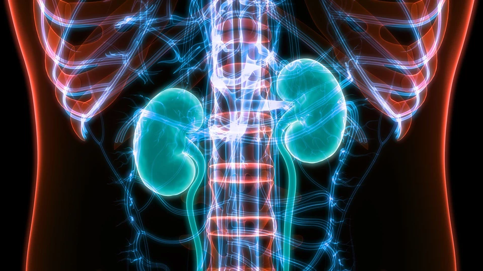 Kidneys vector